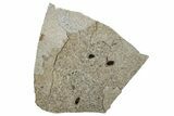 Three Samara (Winged Seed) Fossils - Green River Formation #260409-1